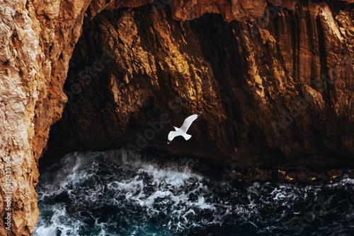 Seagull flying over a cliff photo