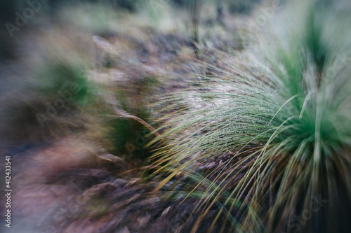 Australian native grass tree Xanthorrhoea with copyspace, shot with specialty lens photo