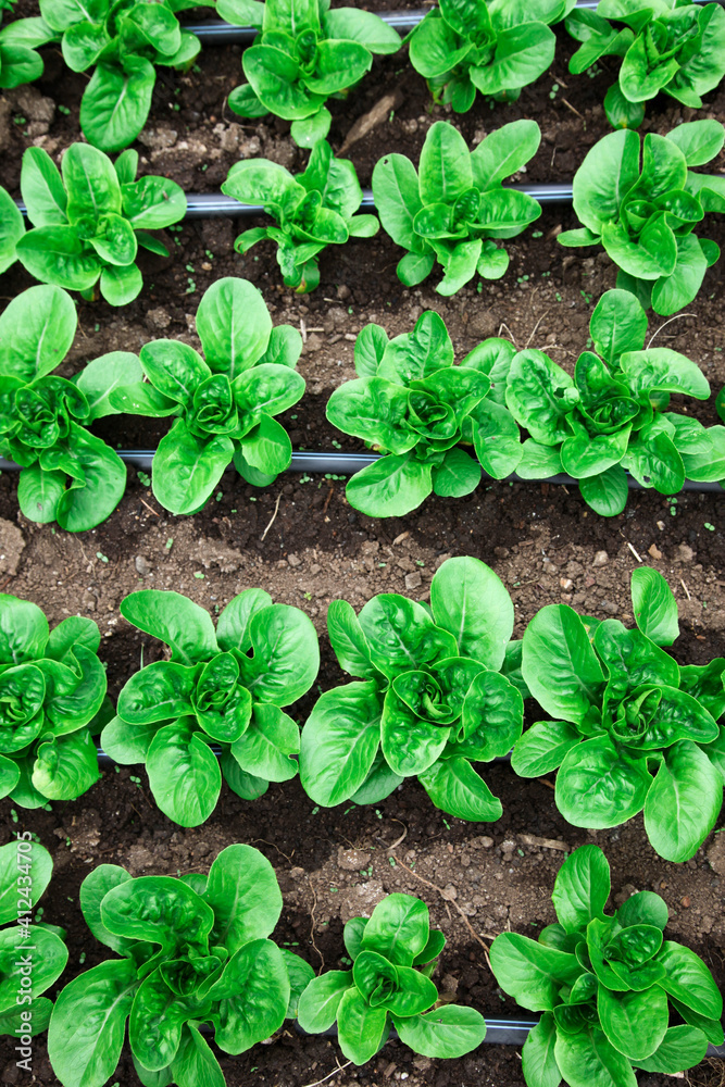 Rows of organic lettuce in a garden Rows of organic lettuce in a garden