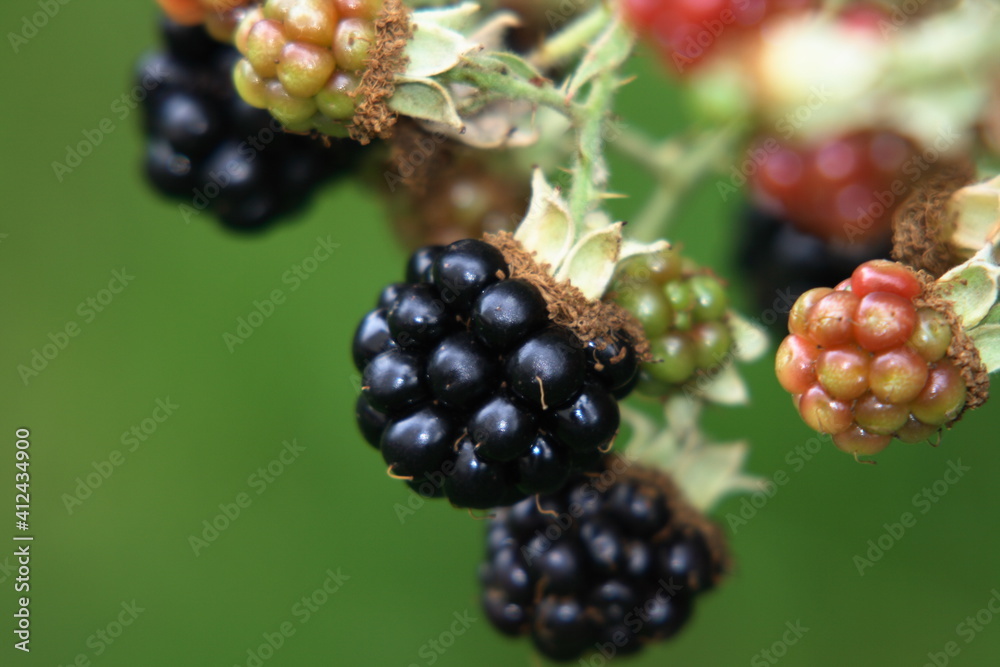 Blackberries on a branch in the garden Blackberries on a branch in the garden
