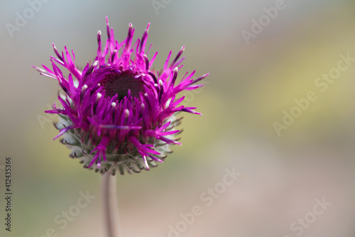 purple flower of the big burdock isolated blurred background