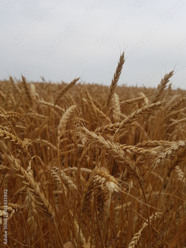 Fototapeta premium golden wheat field