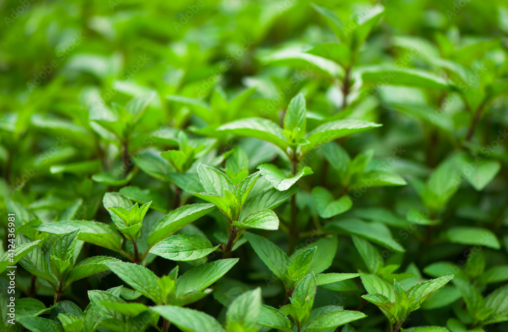 juicy summer greens. Mint plant grow at the vegetable garden juicy summer greens. Mint plant grow at the vegetable garden