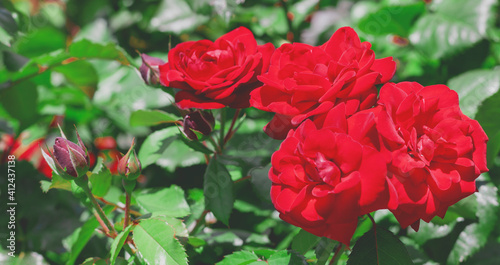 large red roses close-up on a bush, lit by the bright sun, against a background of green leaves