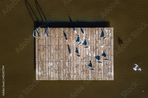 Silver Gulls on pontoon, Lake Burley Griffin, ACT, January 2021 photo