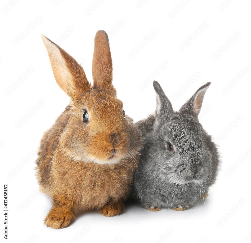 Obraz premium Cute funny rabbits on white background