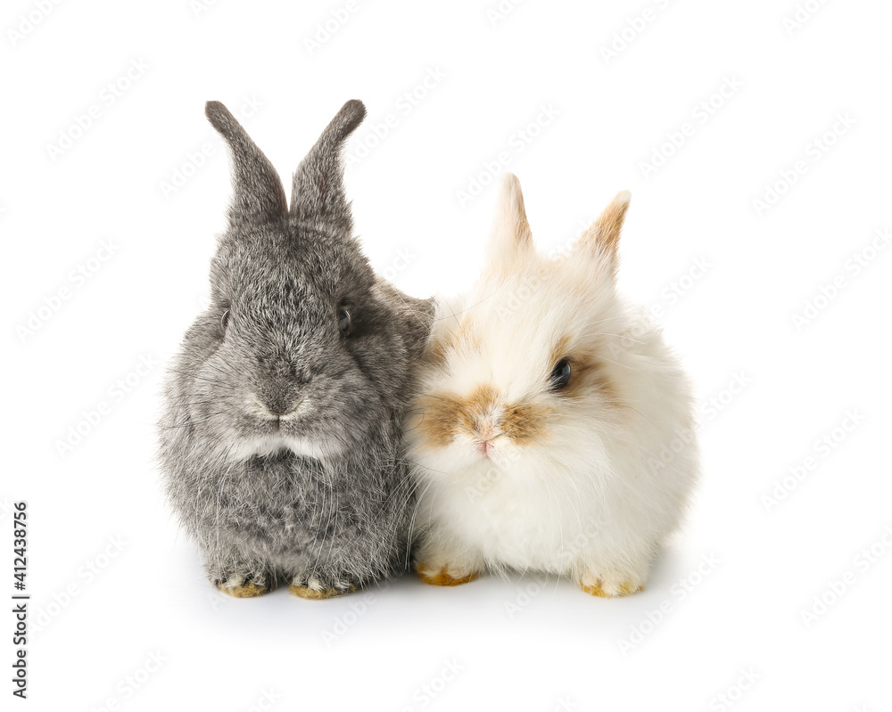 Cute funny rabbits on white background Cute funny rabbits on white background