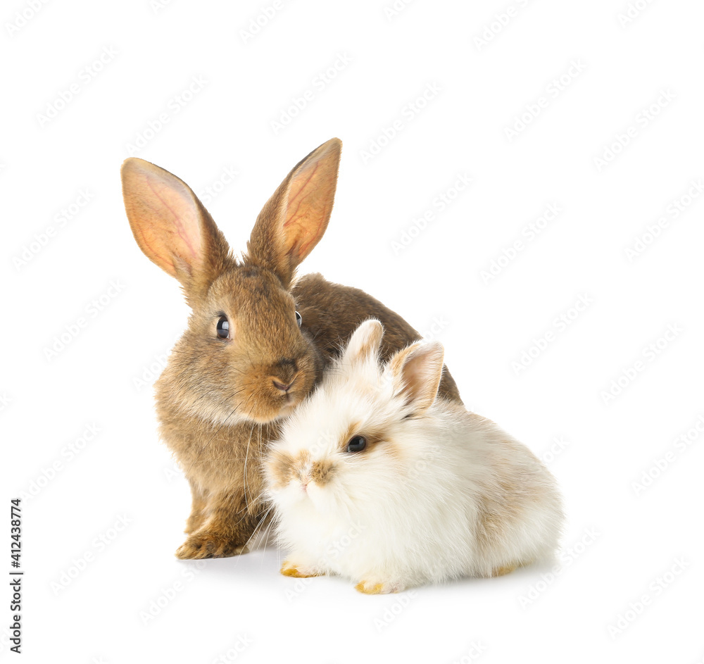 Obraz premium Cute funny rabbits on white background