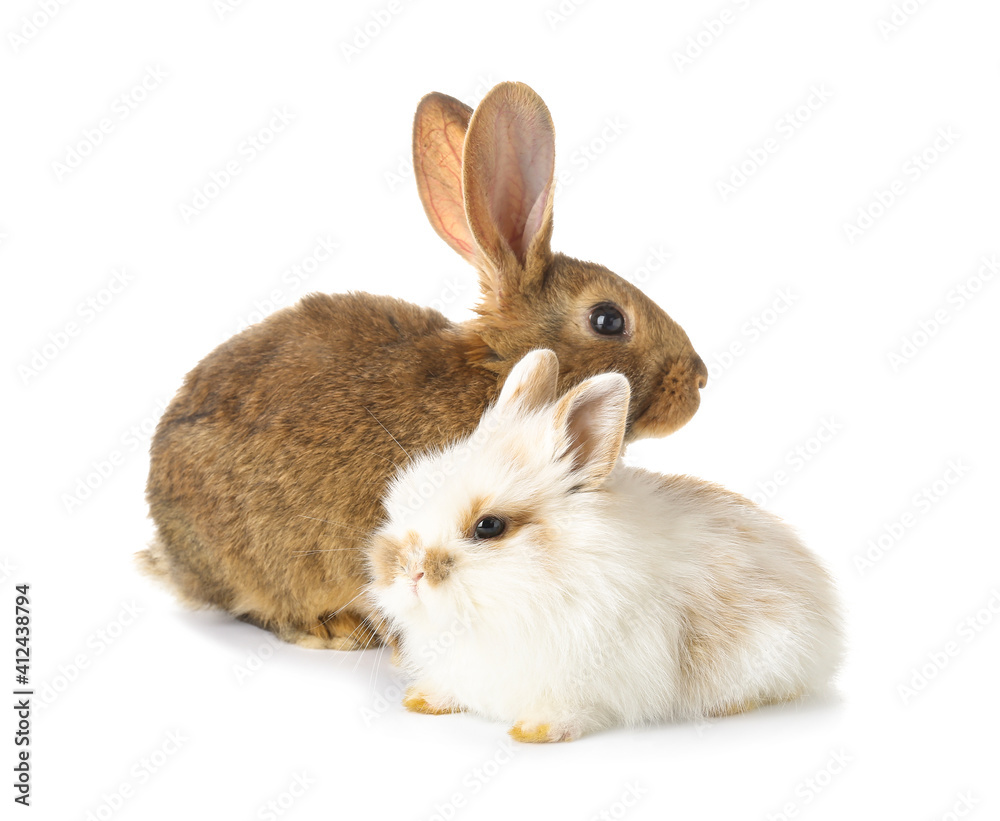 Fototapeta premium Cute funny rabbits on white background