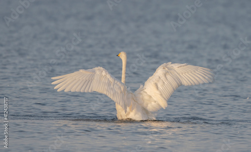 Whooper swan spreading it's wings