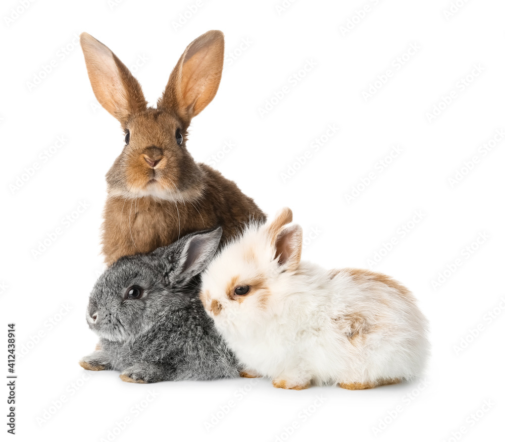 Obraz premium Cute funny rabbits on white background