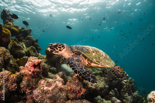 Fototapeta Naklejka Na Ścianę i Meble -  Underwater photography, turtle resting among coral reef with divers and snorkelers observing from the surface