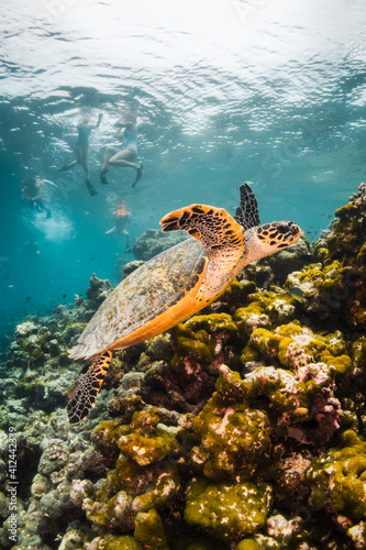 Underwater photography  turtle resting among coral reef with divers and snorkelers observing from the surface