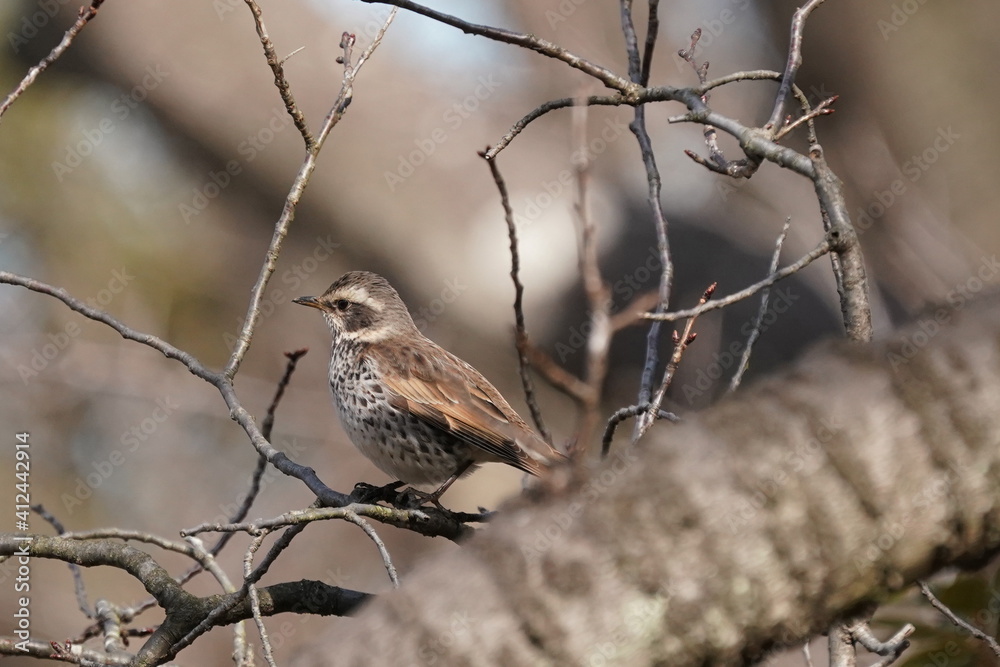 dusky thrush in the forest