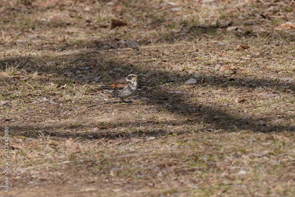 dusky thrush in the forest dusky thrush in the forest