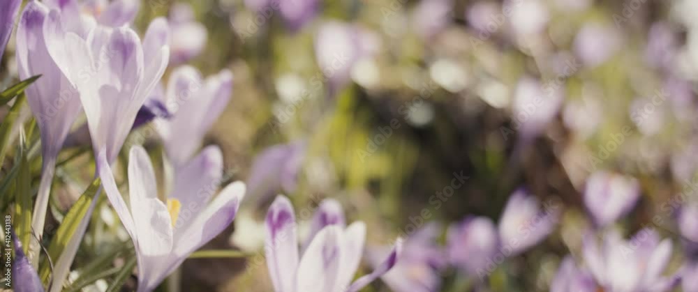 Spring Saffron blossom Crocus Vernus flowers in bloom sunny close up