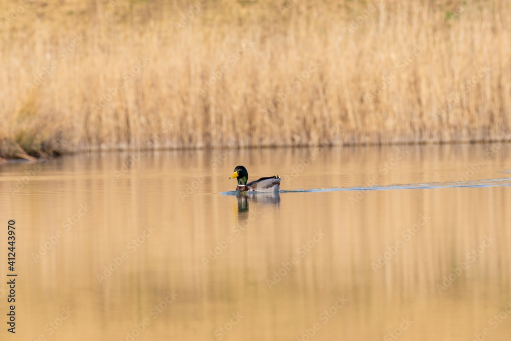 ducks in their habitat
ducks in their habitat