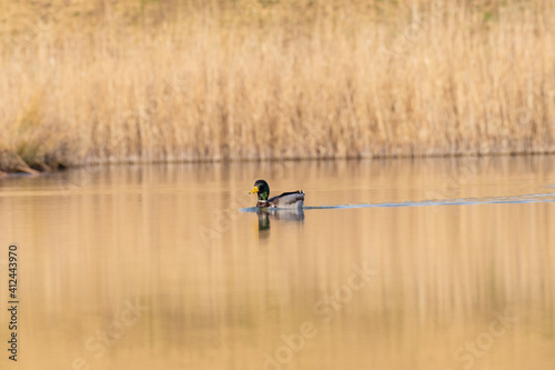 ducks in their habitat 