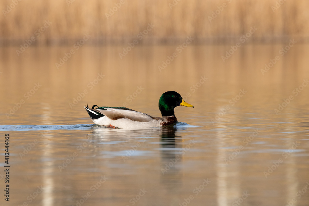 ducks in their habitat
ducks in their habitat