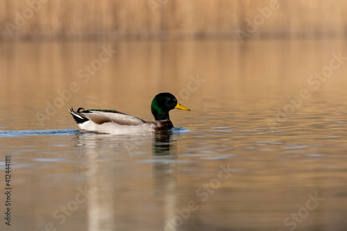 ducks in their habitat  © Javier
