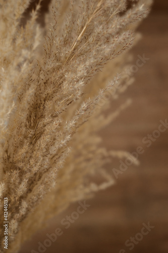 Dried pampas grass, home decoration composition, beach theme, new trendy home decor, copy space. Selective focus