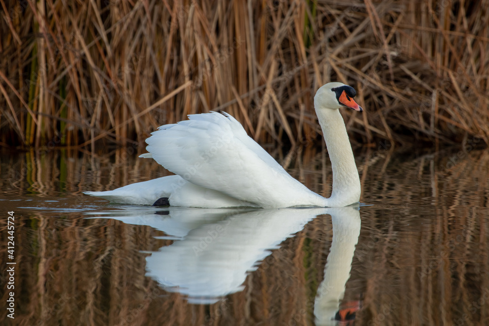 ducks in their habitat