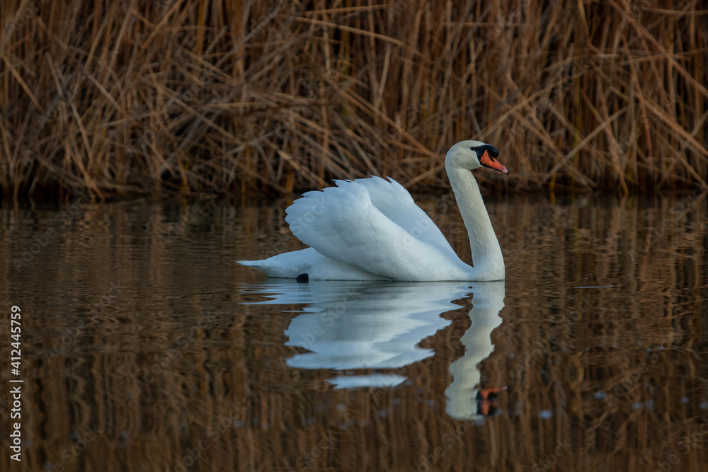 ducks in their habitat
