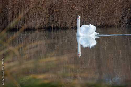 ducks in their habitat
