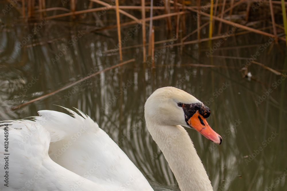 ducks in their habitat