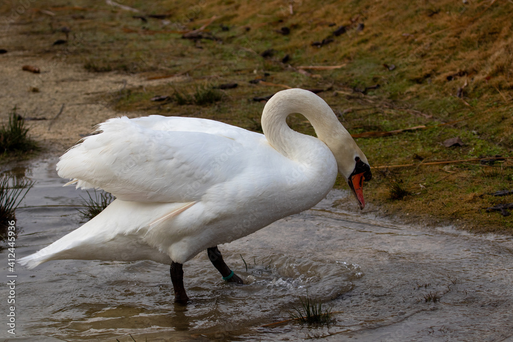 ducks in their habitat