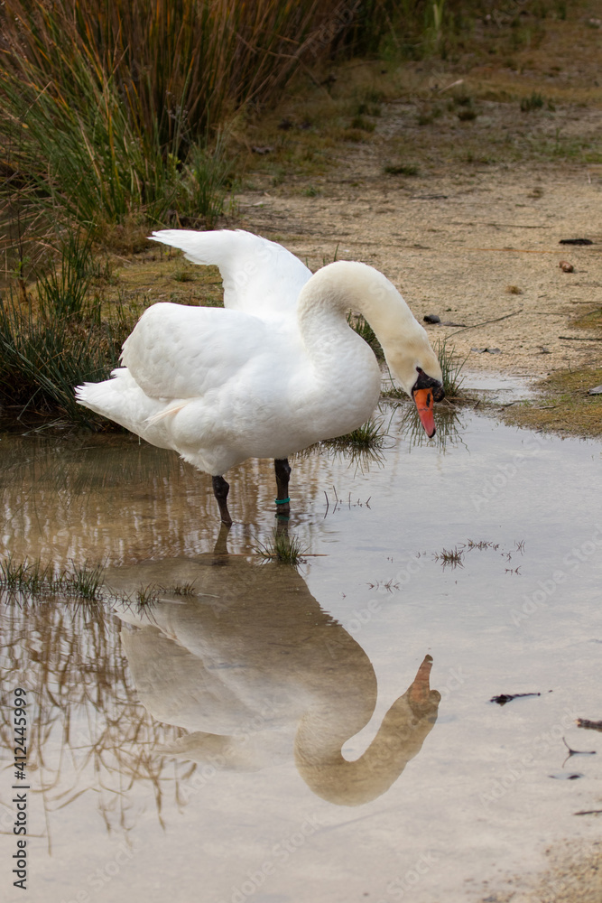 ducks in their habitat