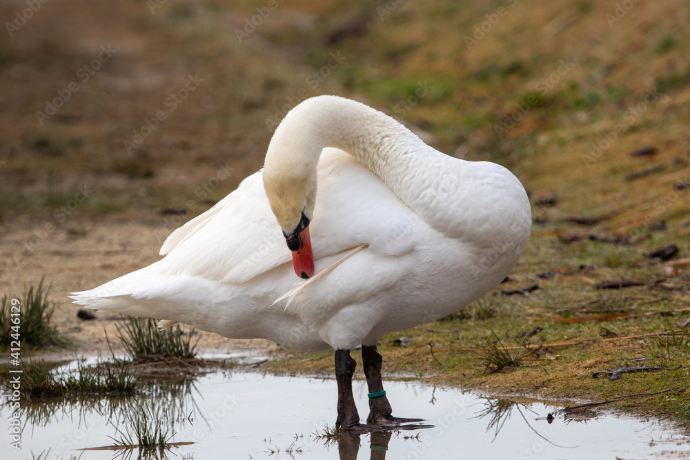 ducks in their habitat