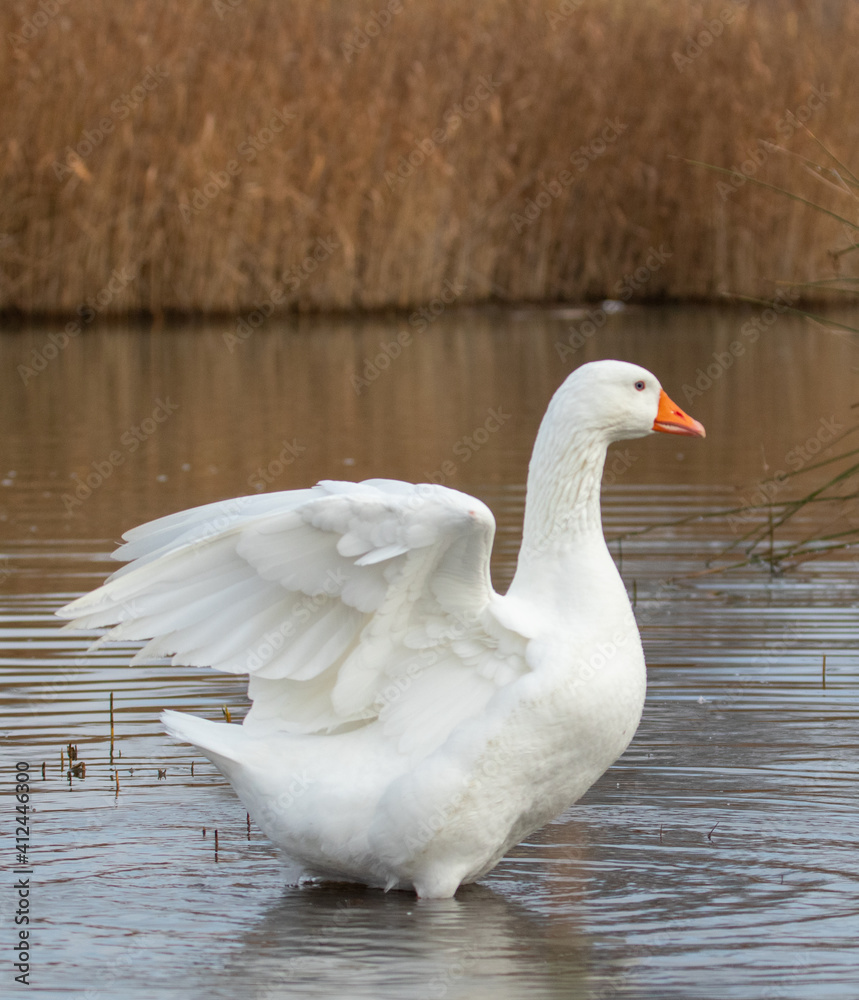 ducks in their habitat