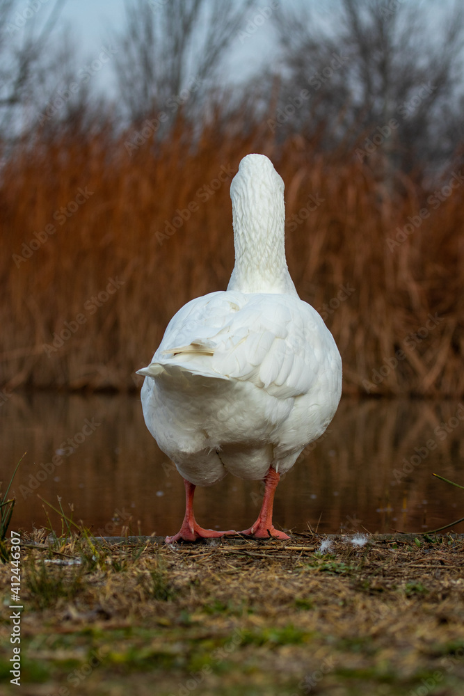 ducks in their habitat