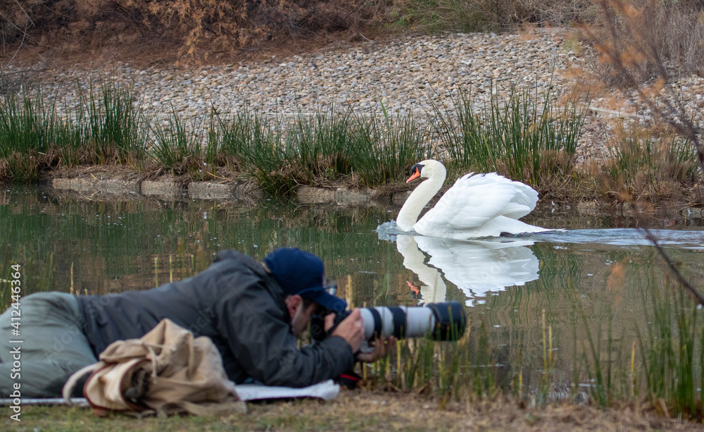 ducks in their habitat