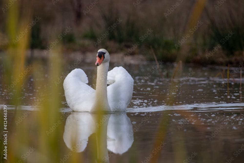 ducks in their habitat