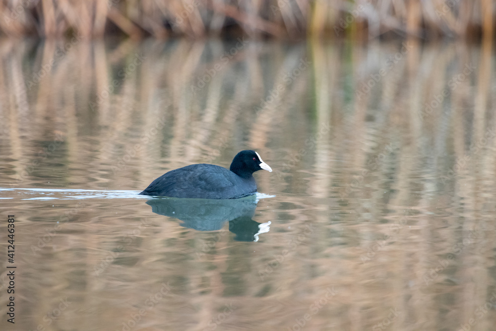 ducks in their habitat