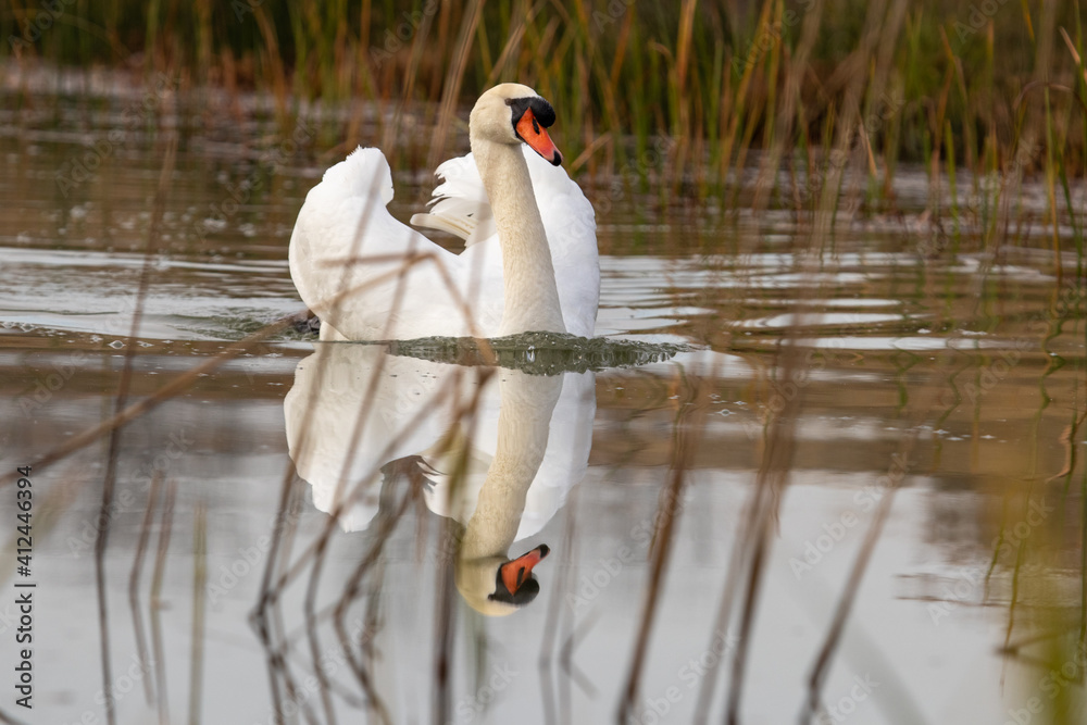 ducks in their habitat