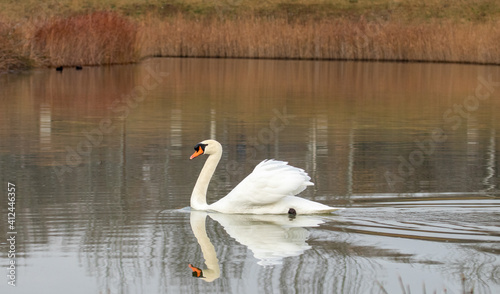 ducks in their habitat
