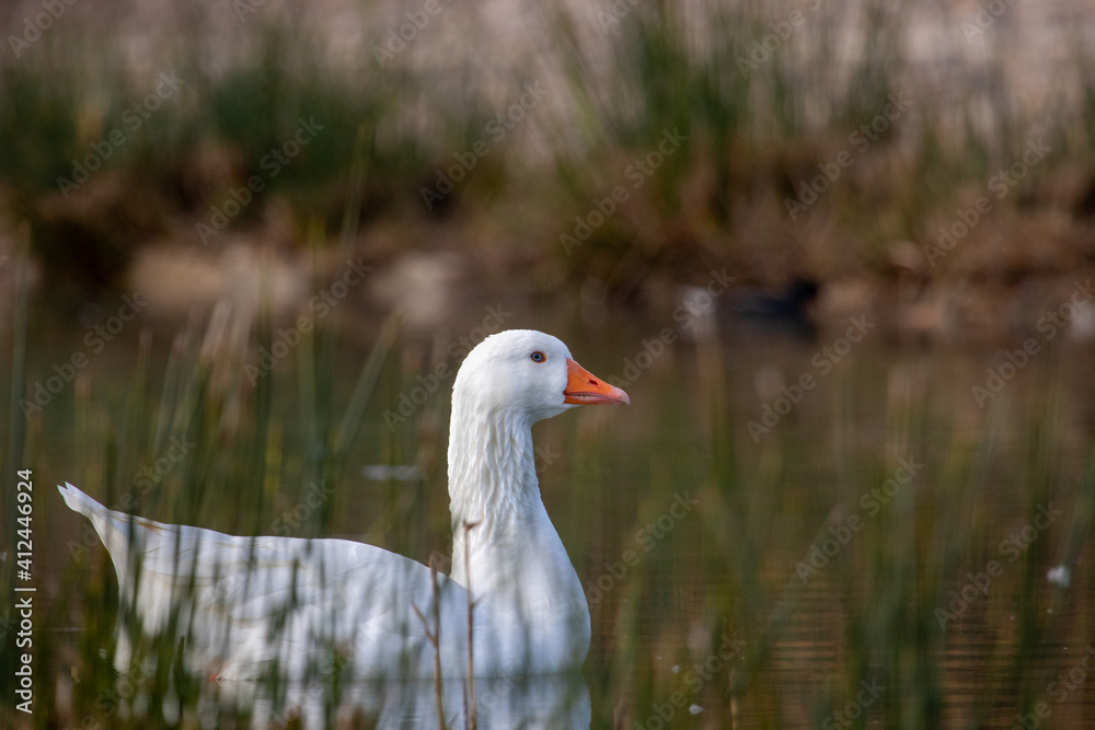 Obraz premium ducks in their habitat 