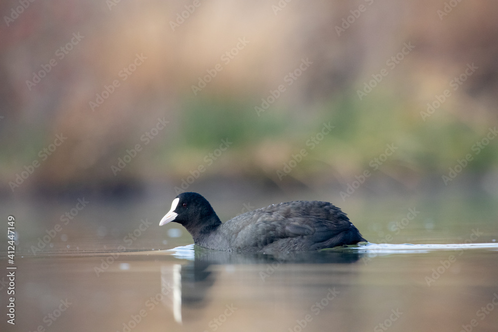 Fototapeta premium ducks in their habitat 