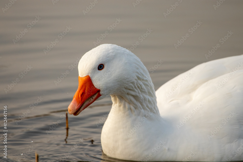 Fototapeta premium ducks in their habitat 