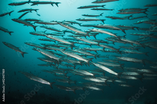 Underwater photography. Schooling barracuda and reef fish swimming in blue water among coral reefs. Asia  Maldives  scuba diving