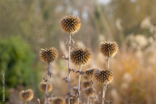 Obraz na płótnie Dried up thistles backlit in warm colors. Nature in autumn. w salonie