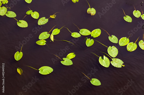 Fotografie Leaves yellow water lily (Nuphar lutea) in the dark water