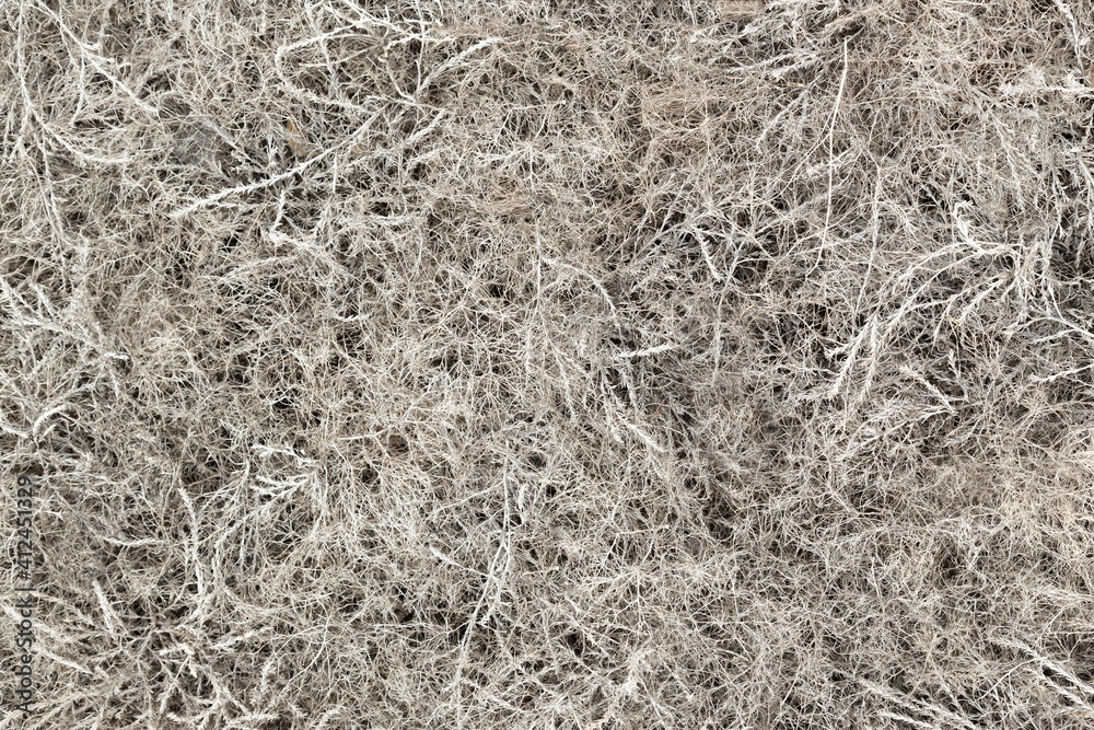 Texture / background of light gray grass Texture / background of light gray grass
