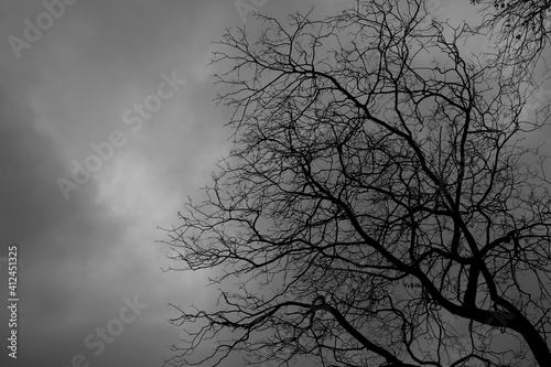Tree died in the atmosphere before the storm. © meepoohyaphoto