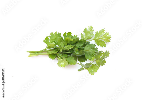 Coriander of ingredient vegetable isolated on white.