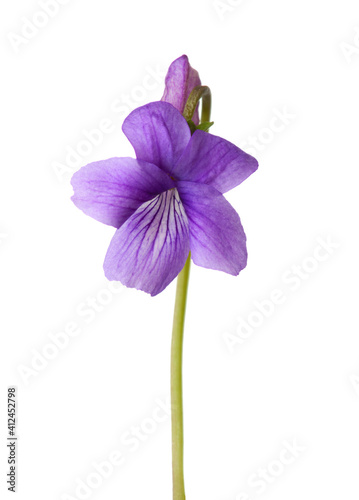 Flower of Wood Violet (Viola Odorata) isolated on white background.