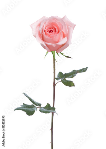 Light pink Rose with green leaves isolated on white background.